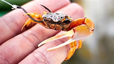 buy live fiddler crabs online.